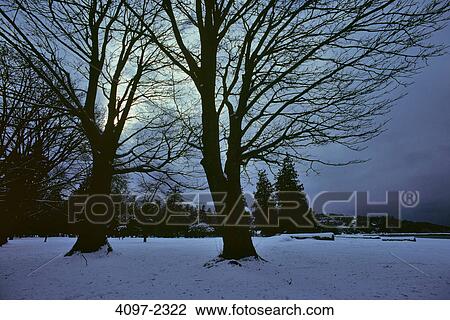 Stock Image - Trees in winter at dusk, Kitsilano, Vancouver, British Columbia, Canada. Fotosearch