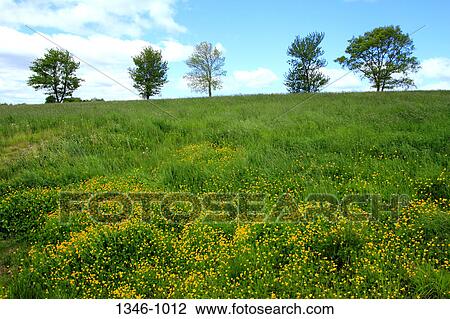 Stock Image - Trees on a hill, Nova Scotia, Canada. Fotosearch