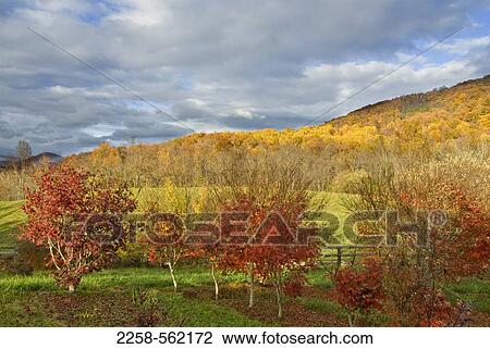 Trees on a landscape View Large Photo Image Stock Image - Trees on a landscape. Fotosearch