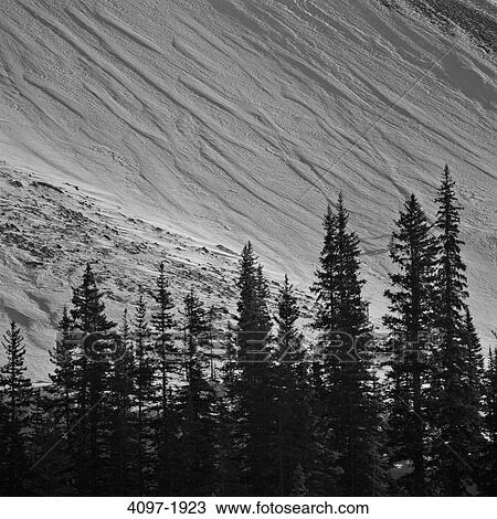 Trees on a mountain, Jasper National Park, Alberta, Canada View Large Photo Image Stock Image - Trees on a mountain, Jasper National Park, Alberta, Canada. Fotosearch