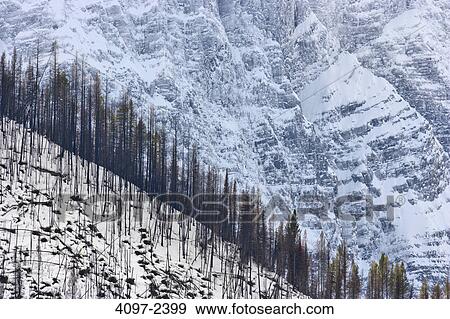 Stock Photo - Trees on mountains in winter, Kootenay National Park, Canadian Rockies, British Columbia, Canada. Fotosearch