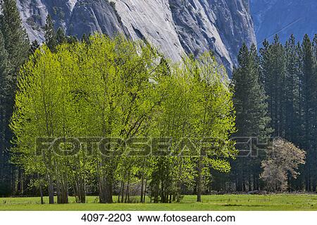 Trees with mountains in the background, Yosemite National Park, California, USA View Large Photo Image Stock Image - Trees with mountains in the background, Yosemite National Park, California, USA. Fotosearch