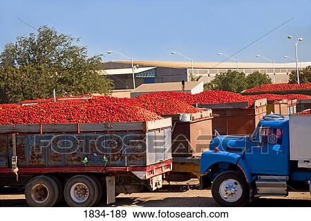 Trucks loaded with tomatoes, Los Mochis, Sinaloa, Mexico View Large Photo Image Stock Photo - Trucks loaded with tomatoes, Los Mochis, Sinaloa, Mexico. Fotosearch