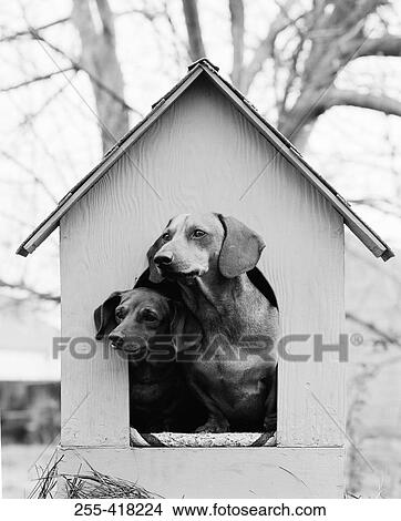 Two dogs in doghouse View Large Photo Image Picture - Two dogs in doghouse. Fotosearch