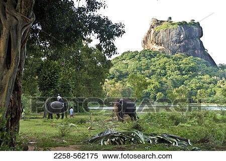 Two elephants in a forest with a rock formation in the background, Sigiriya, Matale District, Sri Lanka View Large Photo Image Stock Photography - Two elephants in a forest with a rock formation in the background, Sigiriya, Matale District, Sri Lanka. Fotosearch