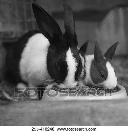 Two rabbits View Large Photo Image Stock Photo - Two rabbits. Fotosearch