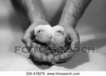 Stock Image - Two small chickens. Fotosearch