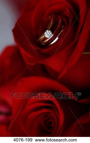 Wedding rings on red roses View Large Photo Image Stock Photo - Wedding rings on red roses. Fotosearch