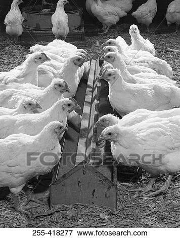 White hens on farm View Large Photo Image Stock Photo - White hens on farm. Fotosearch