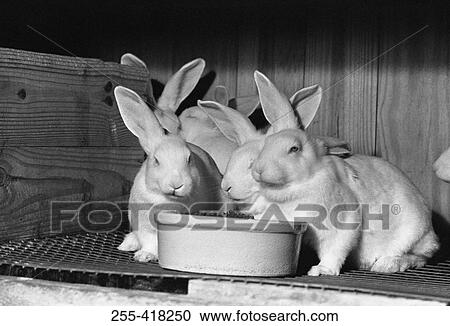 White rabbits View Large Photo Image Stock Image - White rabbits. Fotosearch