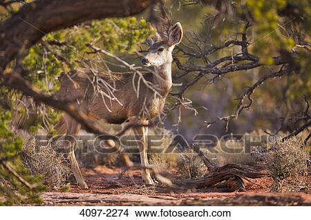 White-Tailed deer (Odocoileus virginianus) standing in a forest, Canyonlands National Park, Utah, USA View Large Photo Image Picture - White-Tailed deer (Odocoileus virginianus) standing in a forest, Canyonlands National Park, Utah, USA. Fotosearch