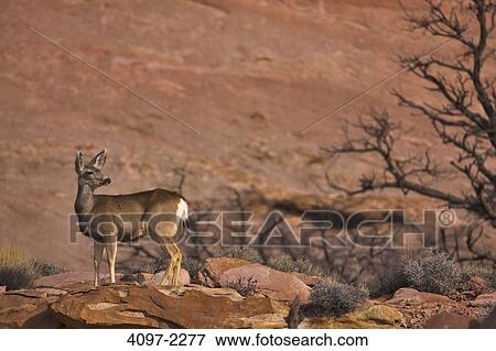 Stock Photo - White-Tailed deer (Odocoileus virginianus) standing on rocks, Canyonlands National Park, Utah, USA. Fotosearch