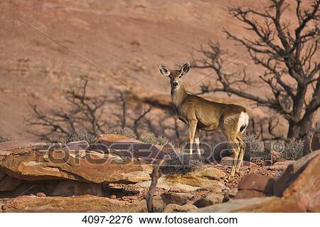 Stock Photograph - White-Tailed deer (Odocoileus virginianus) standing on rocks, Canyonlands National Park, Utah, USA. Fotosearch