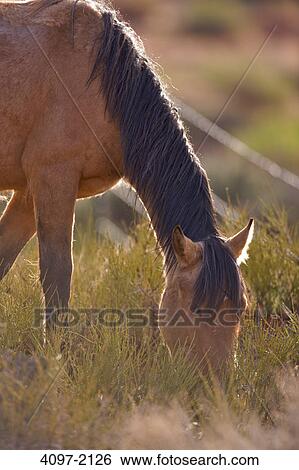 Wild horse grazing in a field, Monument Valley, Arizona-Utah, USA View Large Photo Image Stock Photograph - Wild horse grazing in a field, Monument Valley, Arizona-Utah, USA. Fotosearch