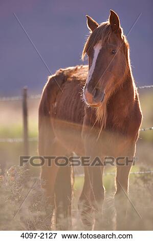 Stock Photo - Wild horse standing in a field, Monument Valley, Arizona-Utah, USA. Fotosearch