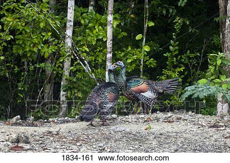 Stock Image - Wild Ocellated turkeys (Meleagris ocellata) mating in a forest, Calakmul Ruins, Calakmul Biosphere Reserve, Campeche, Yucatan Peninsula, Mexico. Fotosearch