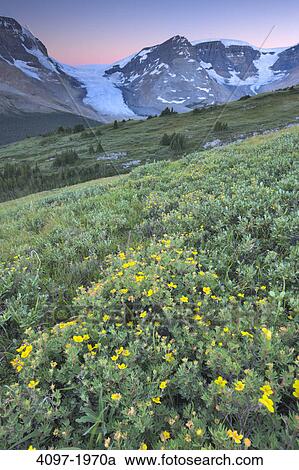 Wildflowers in a field, Athabasca Glacier, Jasper National Park, Alberta, Canada View Large Photo Image Stock Image - Wildflowers in a field, Athabasca Glacier, Jasper National Park, Alberta, Canada. Fotosearch