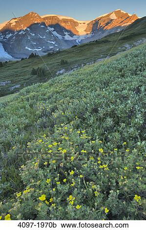 Wildflowers in a field, Athabasca Glacier, Jasper National Park, Alberta, Canada View Large Photo Image Stock Image - Wildflowers in a field, Athabasca Glacier, Jasper National Park, Alberta, Canada. Fotosearch