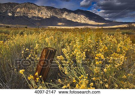 Stock Photo - Wildflowers in a field, Californian Sierra Nevada, California, USA. Fotosearch