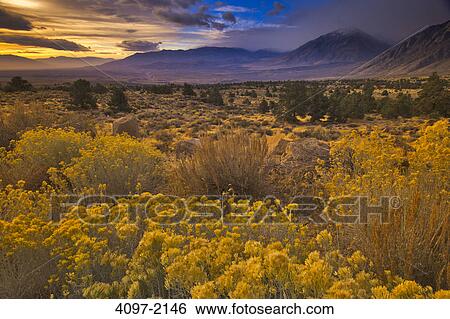 Wildflowers in a field, Californian Sierra Nevada, California, USA View Large Photo Image Stock Photograph - Wildflowers in a field, Californian Sierra Nevada, California, USA. Fotosearch