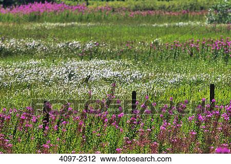 Stock Image - Wildflowers in a park, Manning Park, Thompson-Okanagan, British Columbia, Canada. Fotosearch