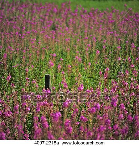 Stock Image - Wildflowers in a park, Manning Park, Thompson-Okanagan, British Columbia, Canada. Fotosearch