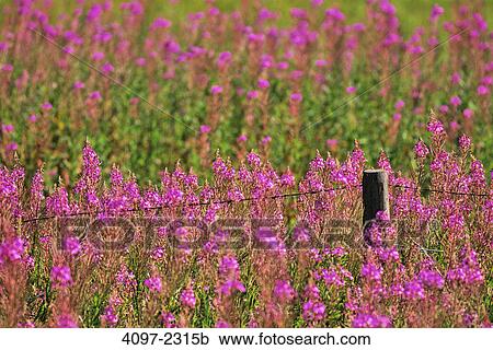 Wildflowers in a park, Manning Park, Thompson-Okanagan, British Columbia, Canada View Large Photo Image Stock Image - Wildflowers in a park, Manning Park, Thompson-Okanagan, British Columbia, Canada. Fotosearch