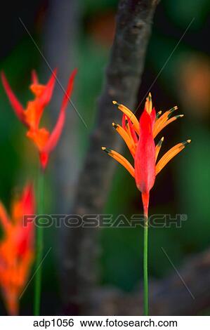 Gros Plan De Rouge Jaune Fleur De A Heliconia Plante Hawaï Sud Pacific Banque De Photographies