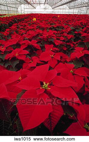 Stock Image Of View Inside A Hillsboro Oregon Whole Nursery Stock Image View Inside A Hillsboro Oregon Whole Nursery Greenhouse Filled With Red Poinsettia