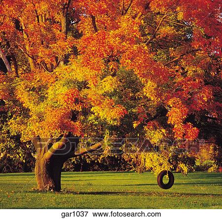 A Tire Swing Hangs From A Large Maple Tree With Bright Red And Yellow Leaves In Fall Stock Photo