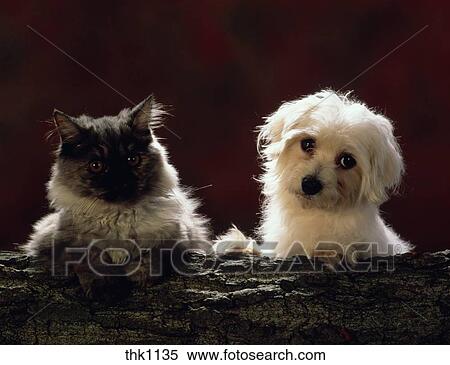 Portrait De A Petit Chien Blanc Et A Gris Chevelu Cat Banques De Photographies