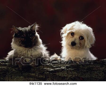Portrait Of A Small White Dog And A Gray Long Haired Cat Stock