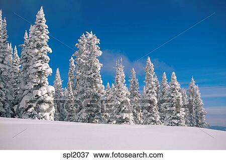Snow Covered Pine Trees In An Isolated Snow Covered Field Near Steamboat Springs Colorado Stock Photo Spl37 Fotosearch