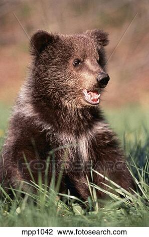 Alaskan Brown Bear Cub Sitting The Grass Stock Image Mpp1042 Fotosearch