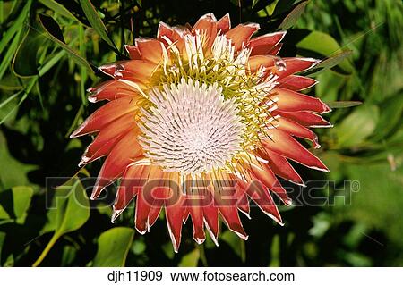 King Protea flower in National Flower Gardens, South Africa Stock