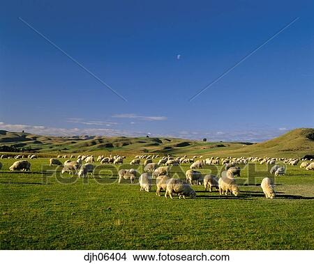 Schafe Landwirtschaft Suden Otago Sud Insel Neuseeland Bild Djh Fotosearch