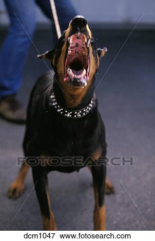 Doberman Pincher guard dog is restrained by his handler while lunging