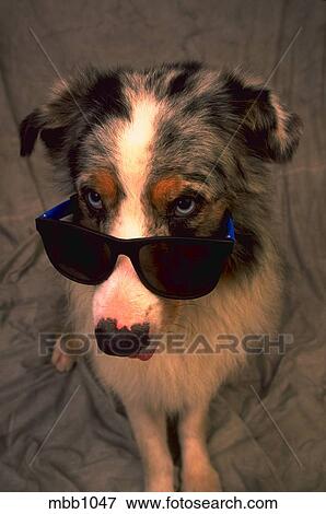 Gros Plan Portrait De A Blanc Brun Et Chien Noir Examiner Les Sommet De Sunglasses Banque De Photo