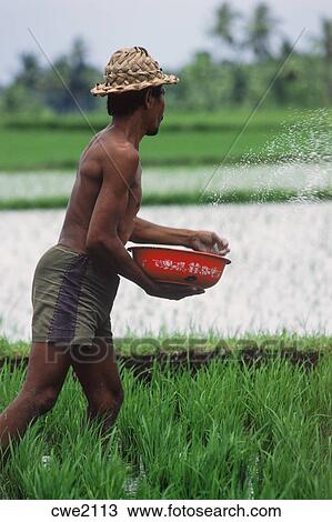 rice paddy hat