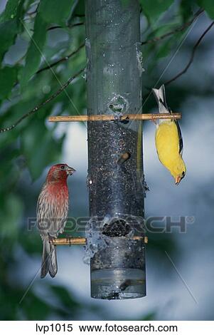 A House Finch And A Gold Finch Bird Sitting On A Vertical Bird