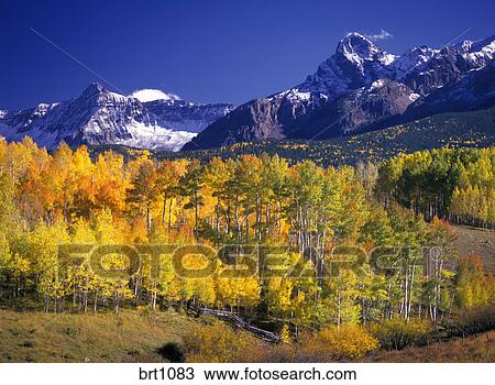 Álamo temblón, árboles, en, color de la caída, y, el, gama de sneffels