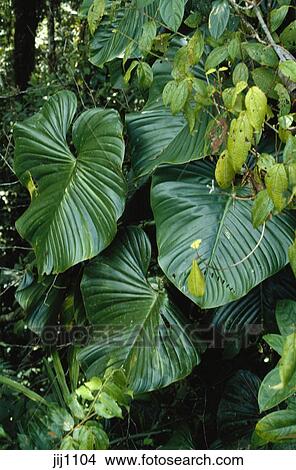 Epiphytic Rampicante Philodendron In Foresta Pioggia Tropicale Choco Dipartimento Colombia Immagine Jij1104 Fotosearch