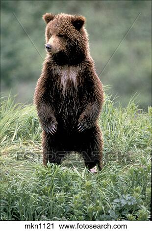 Ours Brun Bebe Banque D Image Mkn1121 Fotosearch