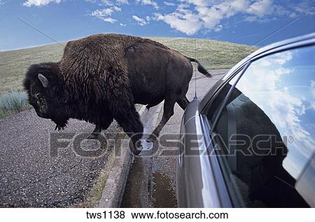 アメリカの野牛 雄牛 のんびり歩く を過ぎて Visitor S 自動車 セオドア ルーズベルト国立公園 ノースダコタ 写真館 イメージ館 Tws1138 Fotosearch