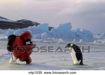 生物学者 Jerry Kooyman モニター 皇帝の ペンギン 岬 Crozier 南極大陸 写真館 イメージ館 Mlp1539 Fotosearch