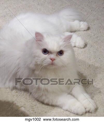 白 ペルシャ猫 で 青い目 卵を生む 上に Carpet ストックイメージ Mgv1002 Fotosearch