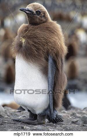 Molting King Penguin Chick, South Georgia Island Stock Photo | mlp1719