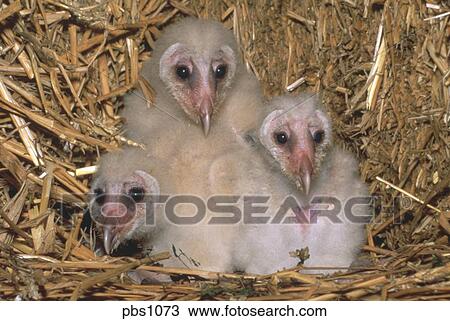 Young Barn Owls Tyto Alba In Nest Hole Stock Image Pbs1073