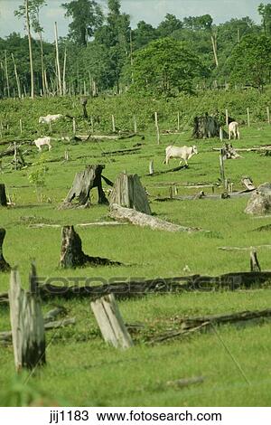 牛 牧草 上に 取り除かれる 熱帯熱帯雨林 土地 で 木の 切り株 アマゾン 地域 Para ブラジル ストックイメージ Jij11 Fotosearch