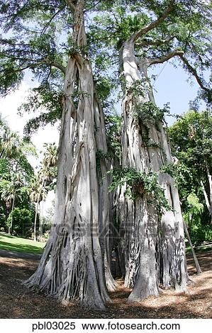 Bayan Tree Foster Botanical Gardens Honolulu Oahu Hawaii Stock